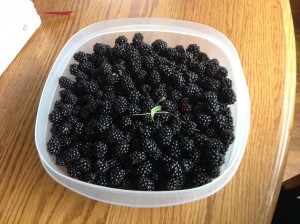 image bowl of blackberries